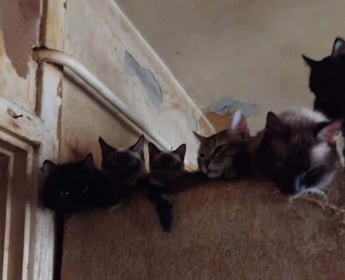 «Едят друг друга»: пенсионерка в Нижнем Тагиле живет со 100 кошками