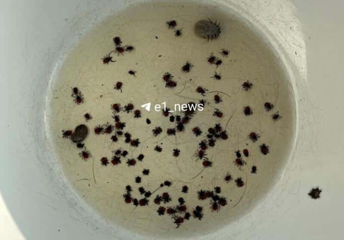 107 клещей снял свердловчанин с себя и собаки после прогулки по лесу