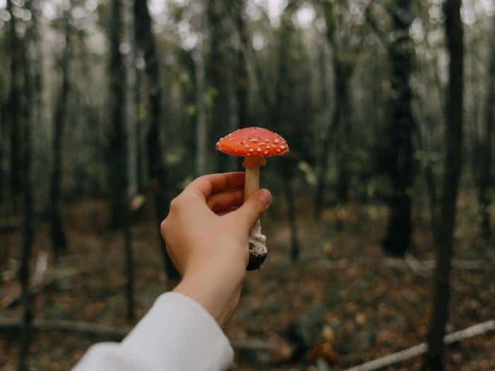 Сбор каких грибов грозит миллионными штрафами и тюрьмой?