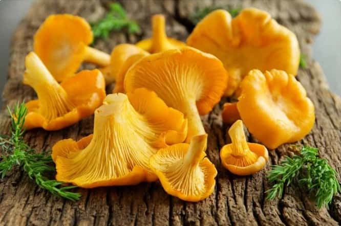 «Лесные деликатесы»: в Свердловской области стартовал сезон сбора лисичек