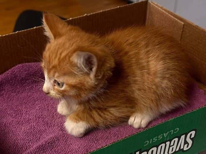 Рыжий котёнок принёс удачу: россиянка выиграла почти 22 миллиона рублей в лотерею