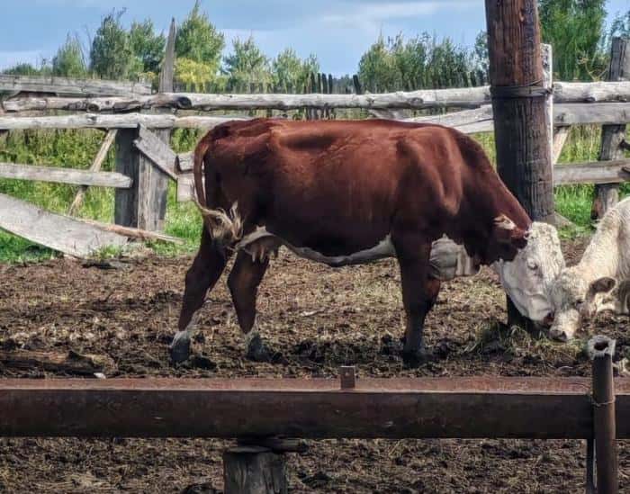 Без ограждения и документов: Россельхознадзор выявили грубые нарушения на ферме в Свердловской области