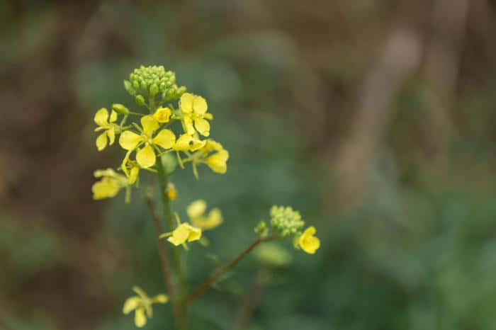 Не пересаживай растения и не ссорься: что можно и нельзя делать православным 13 сентября в Куприянов день