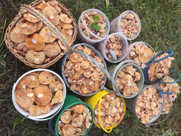 Набрали 13 ведер: какие грибы и где собирают в сентябре любители тихой охоты на Урале