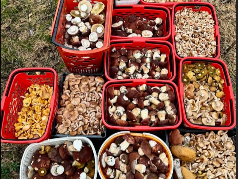 Сезон не закончен: свердловчанки нашли целые поля боровиков в лесах Свердловской области