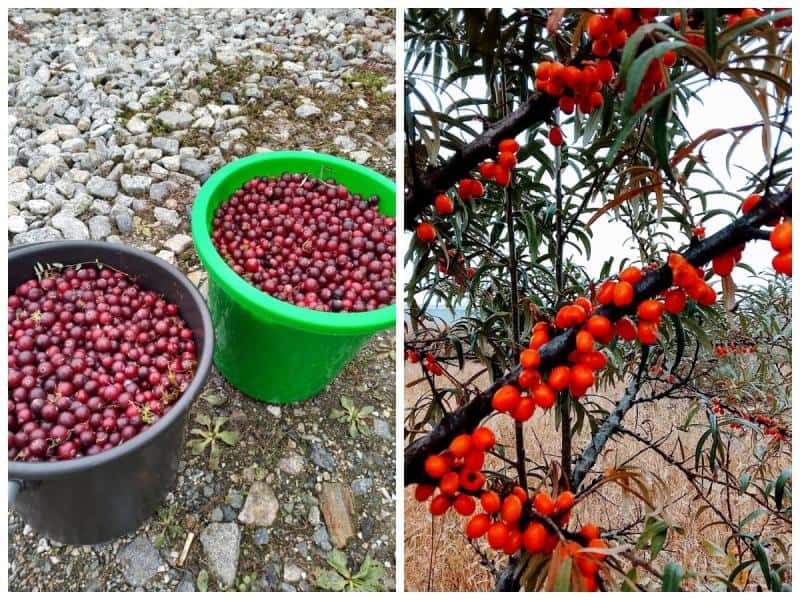 «Грибов почти нет, а вот ягод — полно»: свердловчане рассказали, что можно найти в лесах в октябре