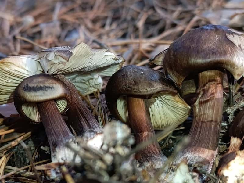 Каменцы снова пошли в лес: какие грибы спокойно растут под снегом и куда за ними идти