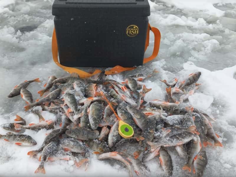 Рыбаки Каменска-Уральского поделились зимними уловами, секретными местами и приманками