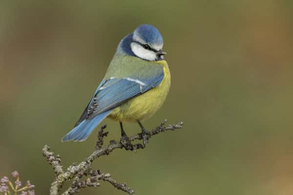8 марта в народном календаре: приметы, запреты и традиции