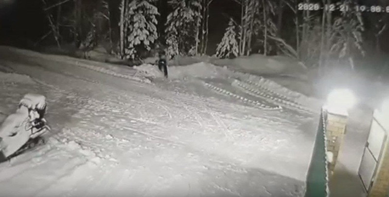 В Коми собака ценой жизни спасла ребенка от волка