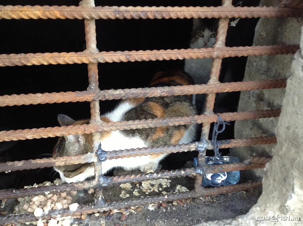 УК в Каменске-Уральском пригрозила тем, кто пытается спасать кошек из подвалов, уголовным преследованием: «От наказания не уйдет...»