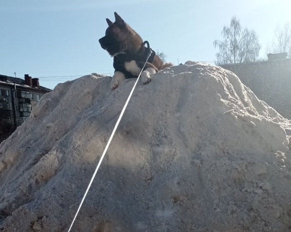 Жительница Каменска-Уральского пожаловалась на огромную кучу невывезенного снега