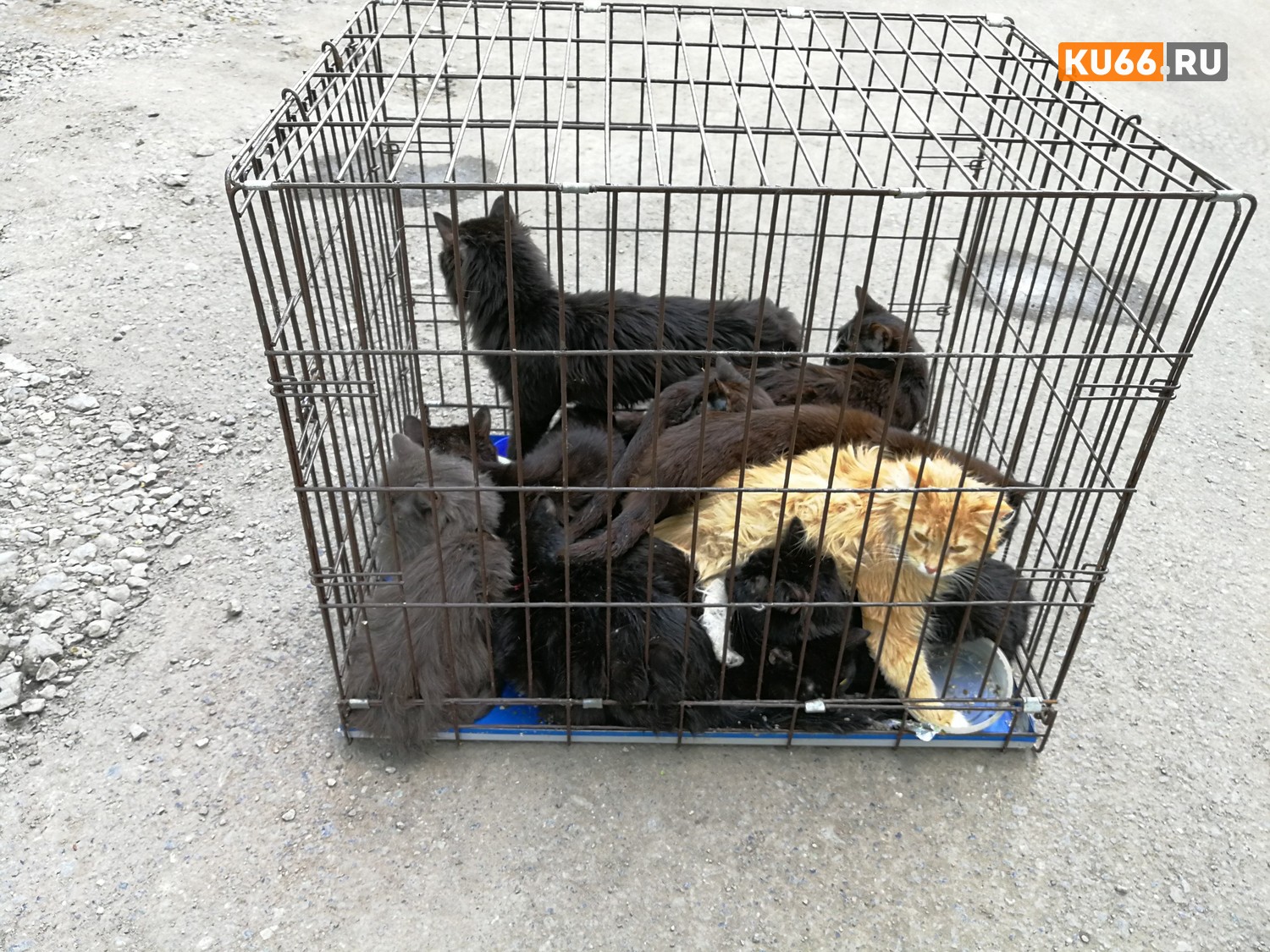 Животные истощены, обезвожены, голодны. Жуткая история в Каменске-Уральском — волонтер довела до истощения десятки кошек. ВИДЕО