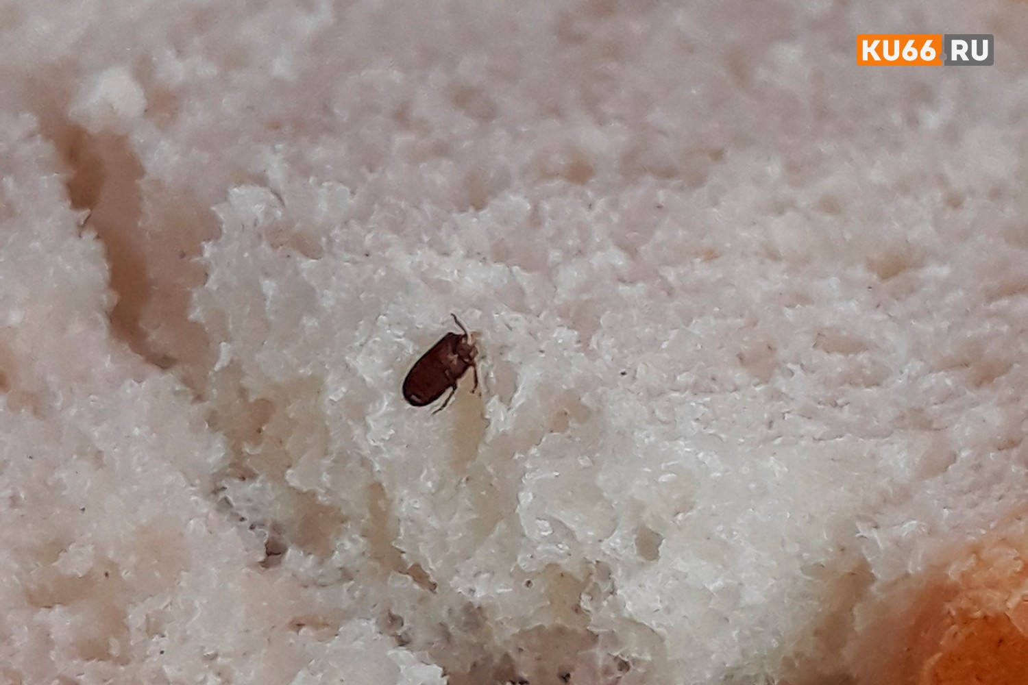 Семья из Каменска три дня ела батон с тараканами - «начинку» обнаружили только за завтраком. «Вот такой вкусный бонус мы нашли»