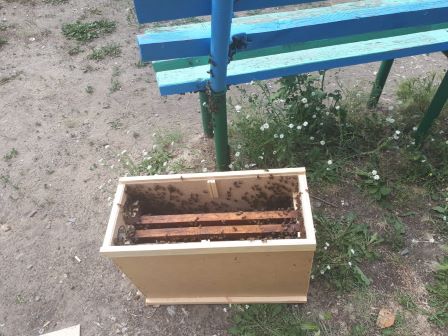 Голыми руками вытащил: рой пчёл с площадки у дома по ул. Крылова в Каменске-Уральском приехал убирать детский хирург...