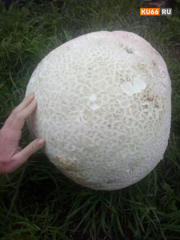 В окрестностях Каменска-Уральского нашли гриб весом 11 килограммов — счастливчики отдали находку соседям, так как она весьма специфична