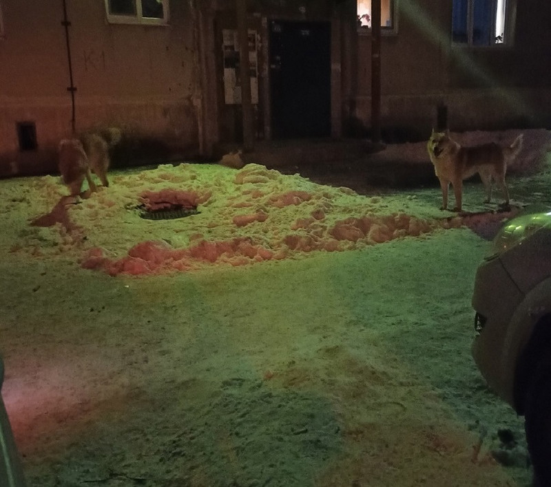 Жители Каменска-Уральского жалуются на собак