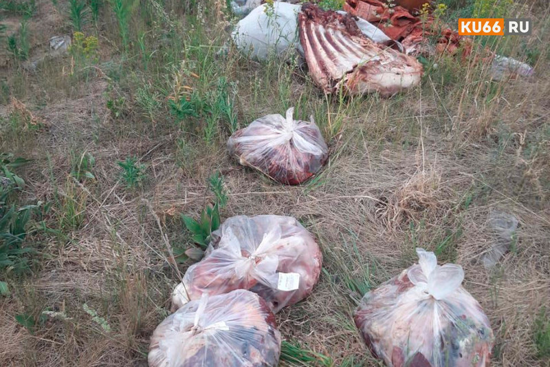 Свалку тухлого мяса обнаружили жители Каменска у объездной дороги и хотят привлечь виновных. «Производитель известен, но не факт, что он»