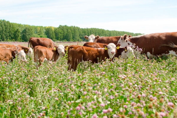 Под Каменском-Уральским за 37,5 млн рублей продают ферму, экологичными продуктами с которой можно питаться без вреда для здоровья