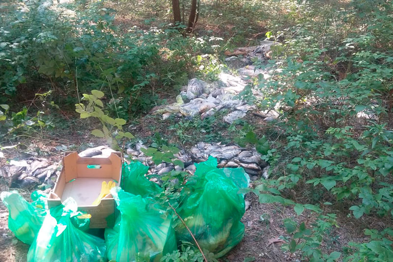 Узнав о гниющих остатках рыбы и куриных тушек в лесу в Каменске-Уральском, в мэрии быстро среагировали — вывезли отходы на полигон ТБО