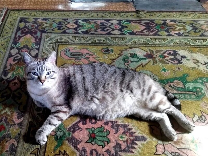 Кот-принц за полмиллиона: в Каменске-Уральском хозяйка продает питомца королевских кровей | На Урале продают «кота Принца датского» за 500 тысяч рублей