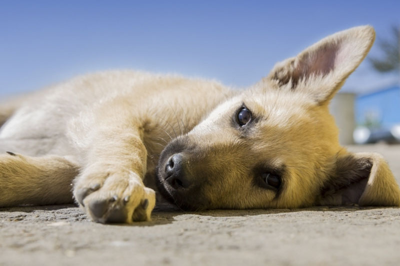 Житель Екатеринбурга замотал пасть собаки скотчем — соседи едва успели спасти | В Екатеринбурге соседи спасли добермана от жестокого хозяина