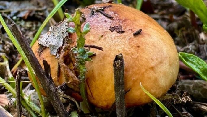 Первые маслята в Свердловской области: прогнозы свердловских грибников на сезон 2025 | Свердловские грибники находят маслята и прогнозируют урожай грибов