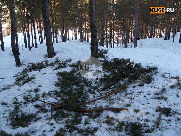 «Случившееся попахивает экстремизмом». Житель Каменска-Уральского считает, что вырубкой сосен в городской черте занималась целая шайка