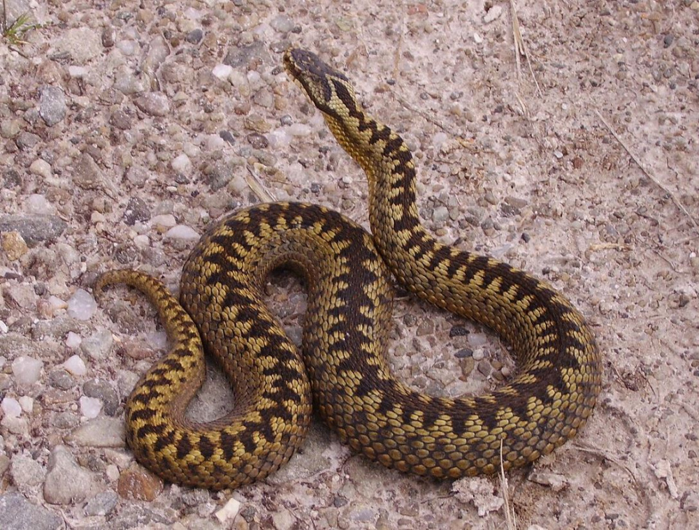 Свердловчан предупредили о «нашествии гадюк» и рассказали, как действовать при укусе | На Урале началась активность среди гадюк