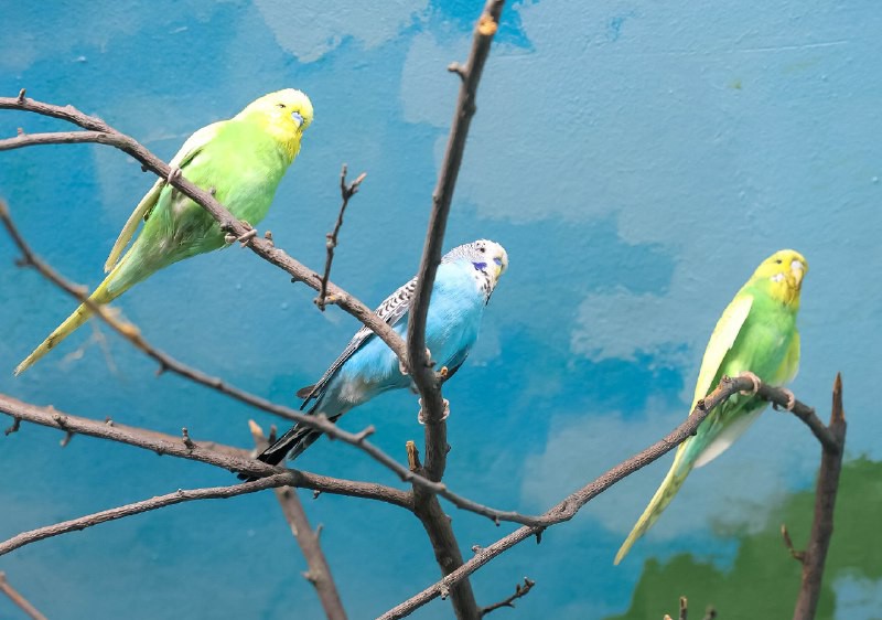 Новые обитатели зоопарка: 10 попугаев приехали из «Малинок» | В Екатеринбургском зоопарке появились волнистые попугаи