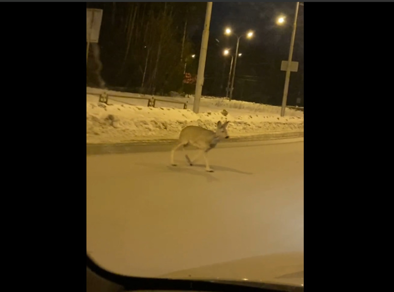 В Каменске-Уральском снова заметили косуль В Каменске-Уральском снова заметили косуль