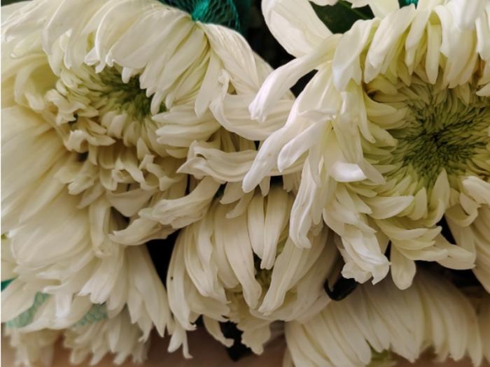 Более 300 срезанных трипсовых цветов привезли в Свердловскую область: Россельхознадзор утилизировал заражённую партию | В Свердловской области уничтожат более 300 срезов цветов из-за заражения трипсом