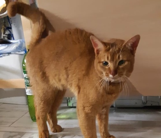 На Урале волонтёры спасли кота с сосны