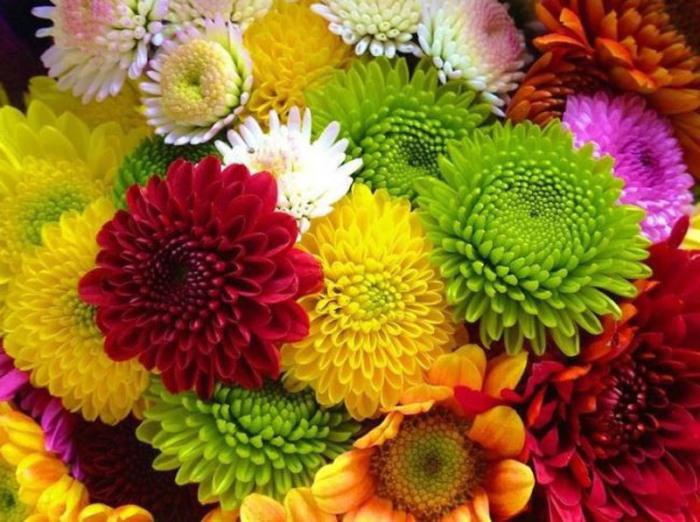 Тысячи цветов из Литвы оказались заражены опасным вредителем в Екатеринбурге | В Екатеринбург из Литвы завезли цветы с карантинным вредителем