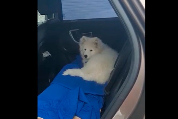 Полицейский эвакуировал машину с собакой внутри и просил за нее выкуп
