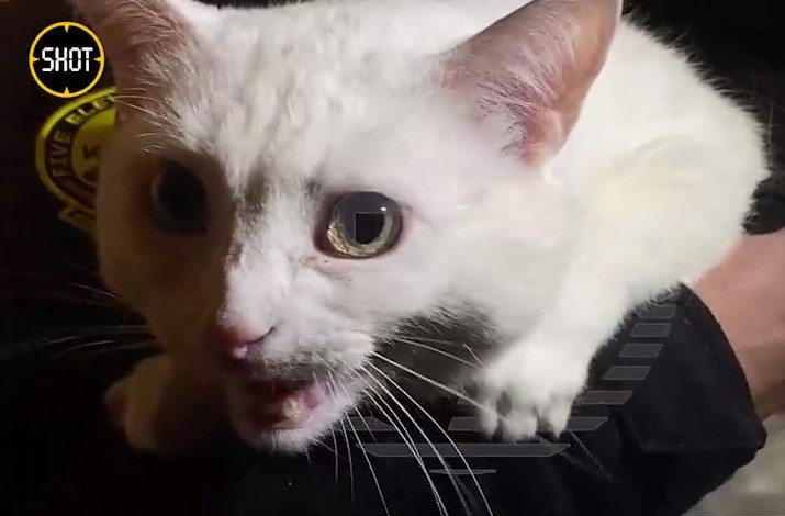 В Москве глухонемые супруги пропали и заперли кота в квартире | В Москве спасли кота из квартиры глухонемой пары