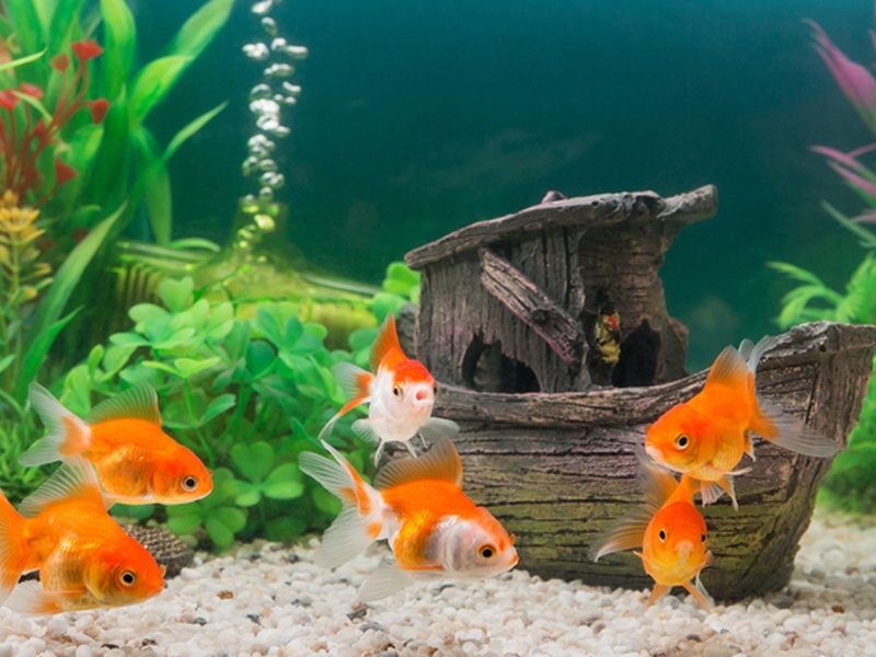 В Свердловскую область завезли крупную партию аквариумных рыбок из Индонезии и Сингапура | В Екатеринбург доставили более 7 тысяч декоративных аквариумных рыб