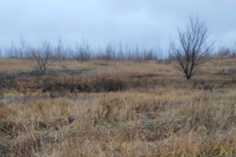 В Воронеже пропавшего таксиста нашли убитым в лесу