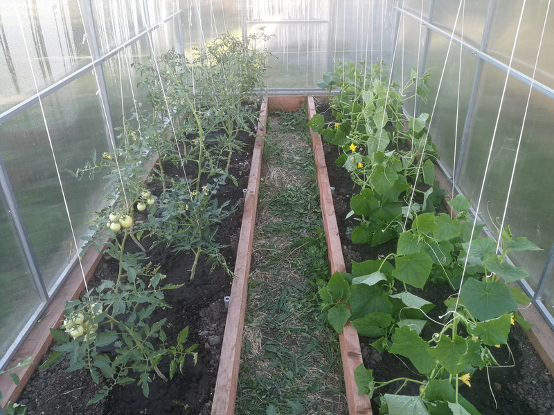 Овощей в условиях санкций общепиту Каменска-Уральского хватает, при этом местные агрофирмы уже закупили семена для посевной кампании