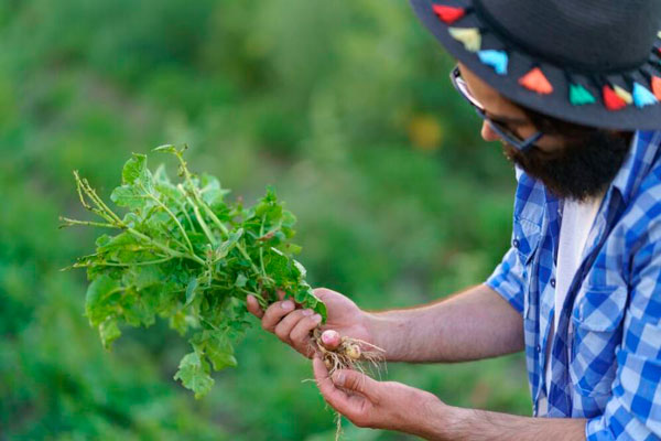 Россиянам назвали ядовитую часть картофеля