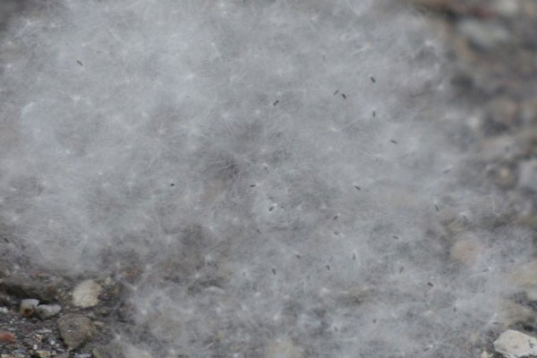 Иммунолог связала аллергическую реакцию от тополиного пуха с алкоголем