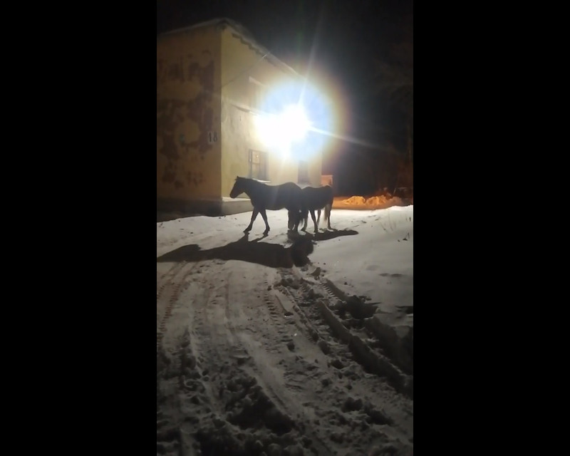 В Каменске нашли потерявшихся лошадей