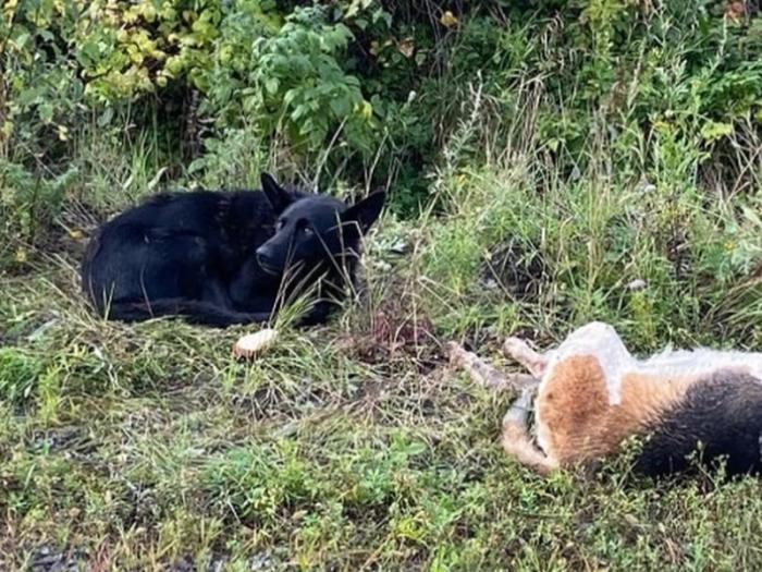 Уральского Хатико нашли и забрали домой: как закончилась история преданного пса из Каменска-Уральского | Пса из Каменска-Уральского, сидевшего у тела сбитой собаки, забрали домой — хозяева нашлись на станции Перебор