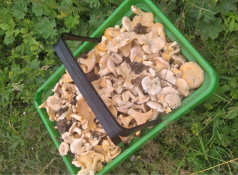 Три корзины лисичек: грибники в поселке Ачит собрали несколько килограммов грибов | Свердловчане собрали несколько килограммов грибов в Ачите