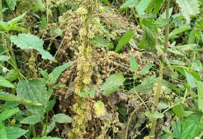 В Свердловской области Россельхознадзор обнаружил очаги опасного сорняка | В Свердловской области обнаружены очаги повилики — вынесено предостережение