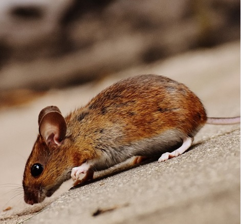 Что делать с мышами: в Каменске-Уральском появилась напасть