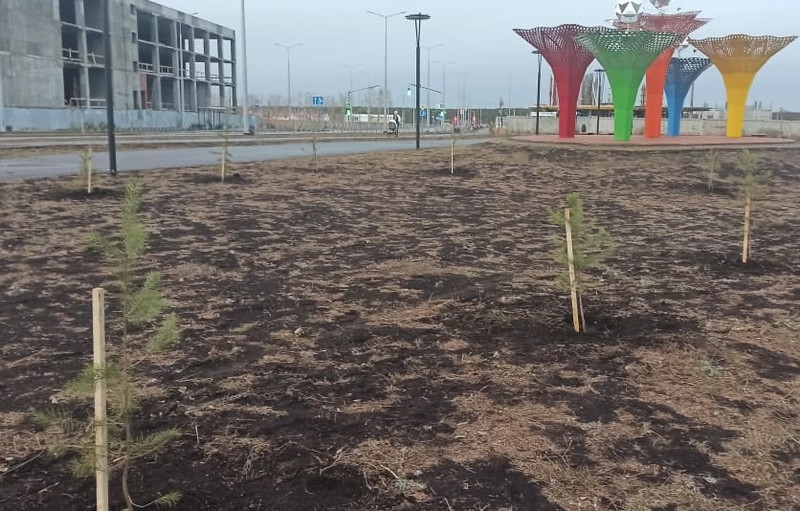 Сто саженцев хвойных деревьев посадили в сквере Молодежный в Каменске-Уральском — теперь главное, чтобы горожане ценили и берегли!