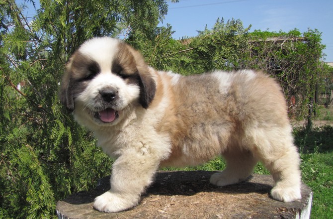 Выяснилось, что собаки плачут от радости при встрече с хозяевами