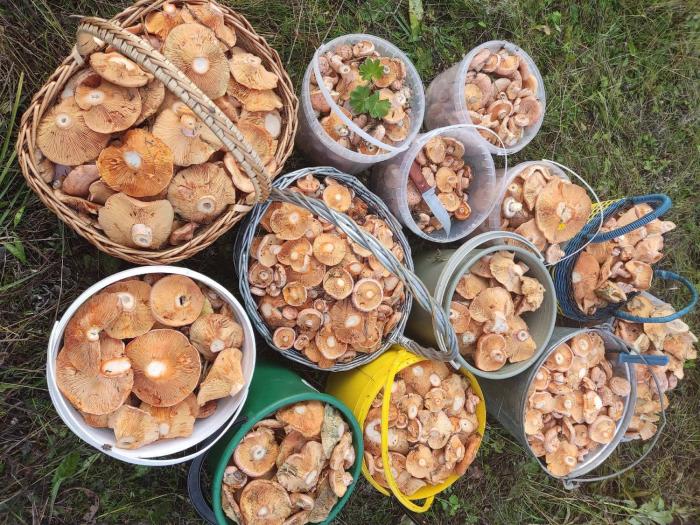 Набрали 13 ведер: какие грибы и где собирают в сентябре любители тихой охоты на Урале | Свердловчане сообщают о рекордных урожаях грибов