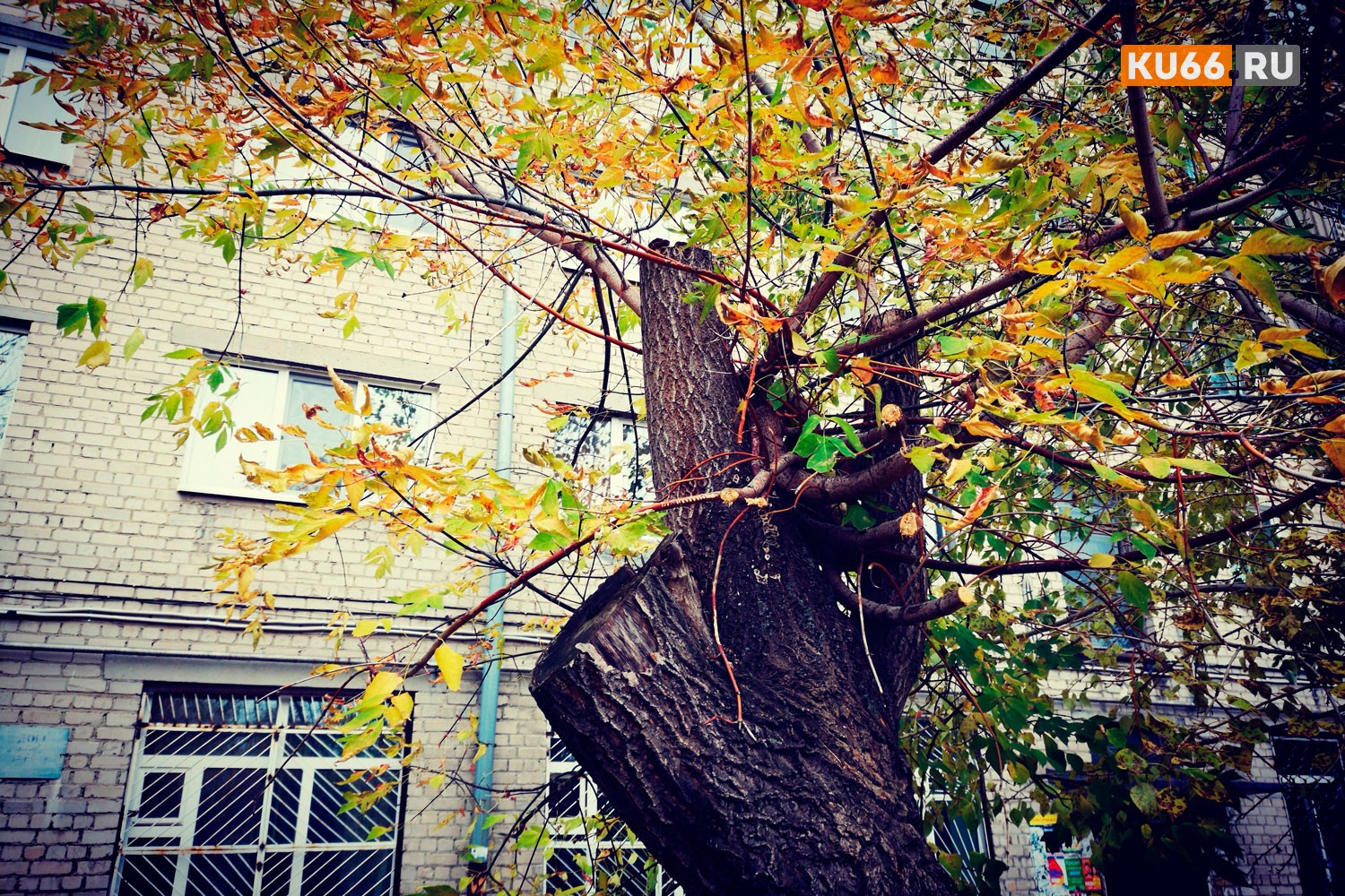 С начала года в Каменске-Уральском «обкорнали» и свалили почти тысячу деревьев – работы обошлись в 6,5 млн. рублей. ДЕЗ: «Это еще не все»